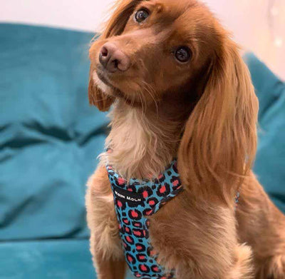 How to Get Your Puppy Wearing a Harness