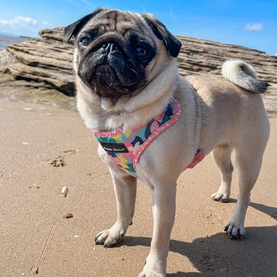 Pug wearing comfortable harness on a beach