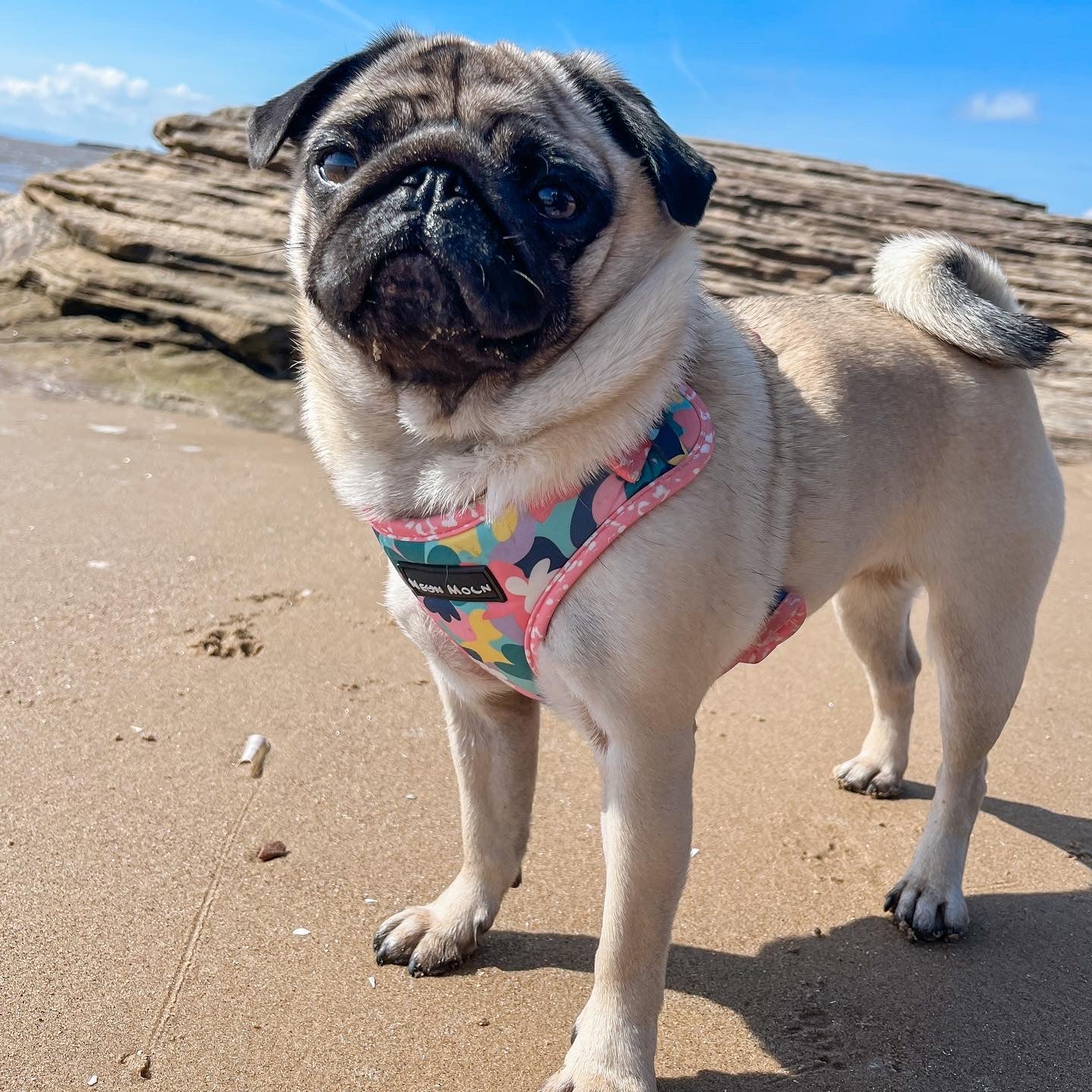 Pug wearing comfortable harness on a beach