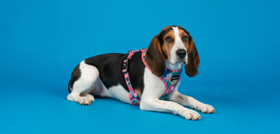 Training Tip: How to Put a Harness on a Nervous Dog