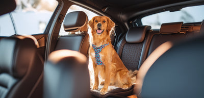 Dog in the back seat of a car weaing a mesh harness for safety