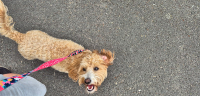 How to Train Your Dog to Walk on a Lead