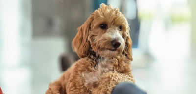 What Your Dog's Collar Says About Their Personality