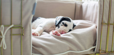 Essential Puppy Items: Complete Guide For First-Time Dog Owners