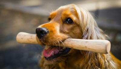 Coffee Wood Dog Chews: The Natural Chewing Solution Your Dog Deserves