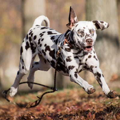 how to Keep Your Dog Safe