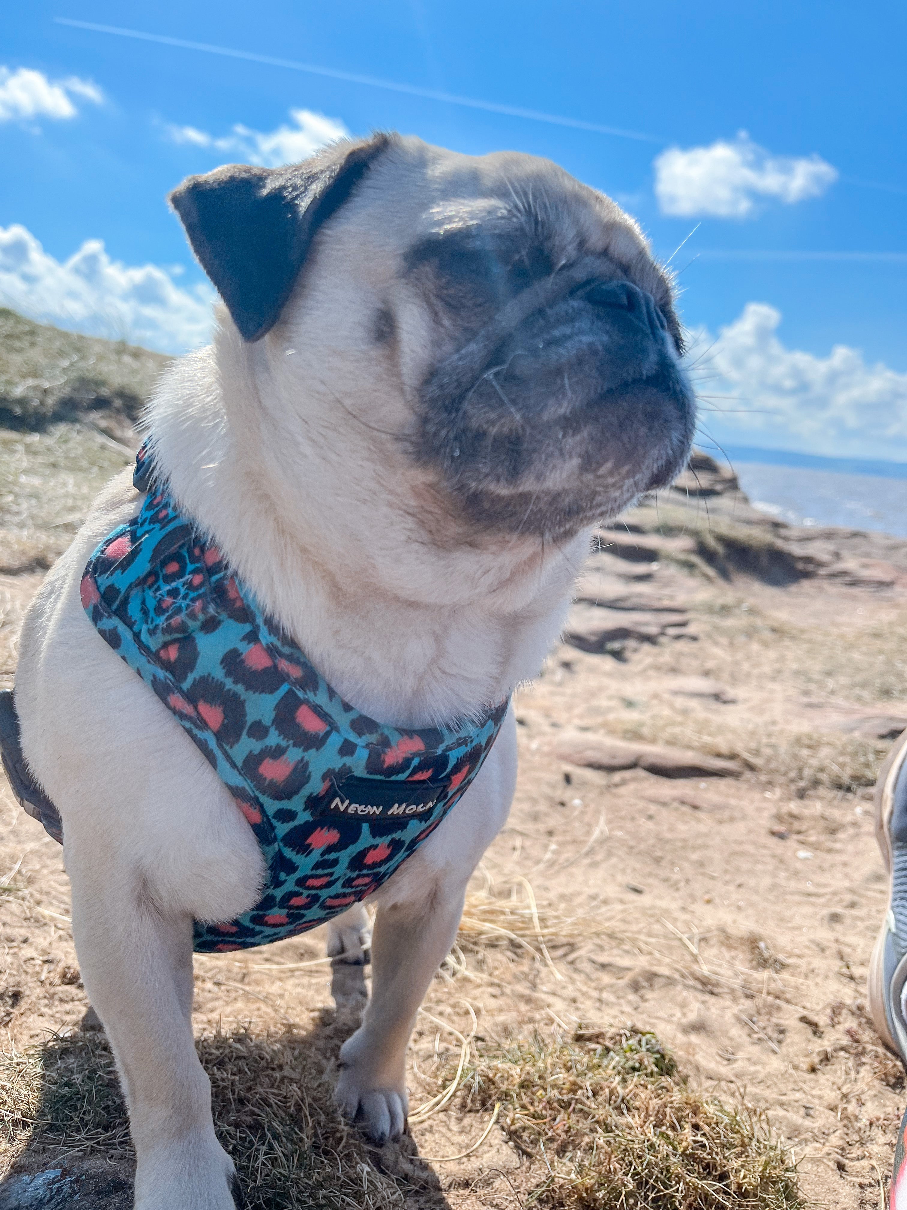 5 benefits of harnesses for your pugs Neon Moon Pet Boutique