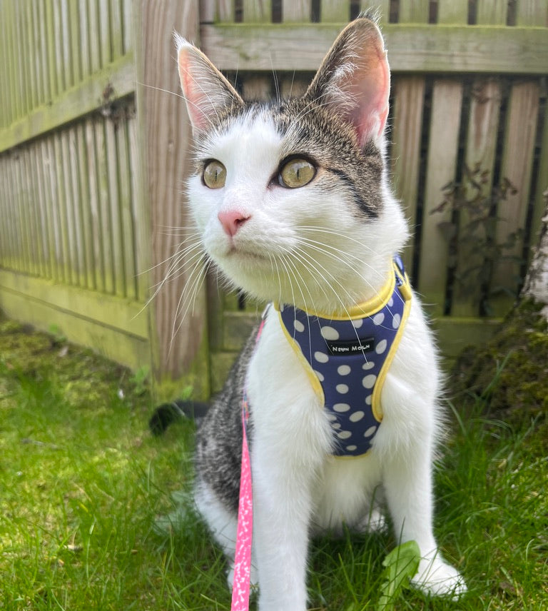 cat wearing mesh harness and lead