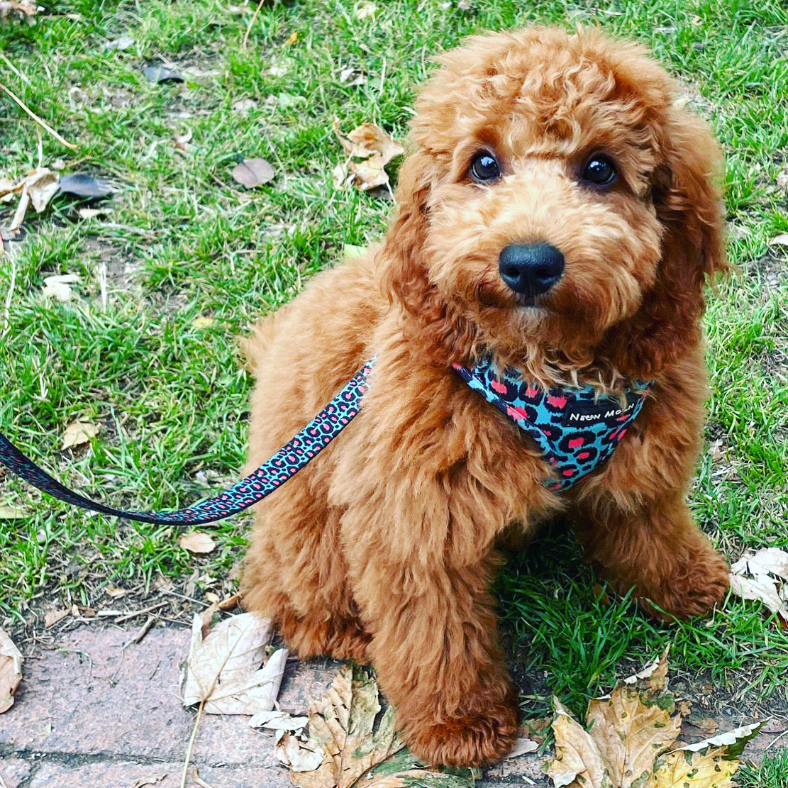 Cockapoo wearing the Willow harness