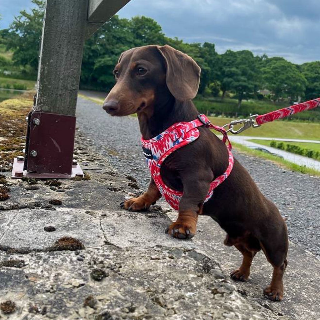Dachshund wearing red patterned harness