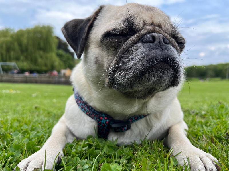 Willow the rescue Pug lying on grass wearing harness