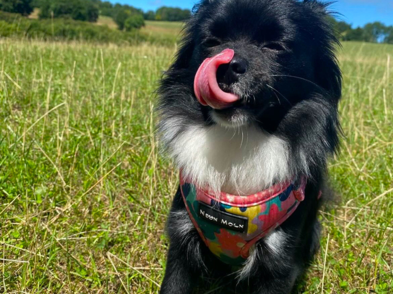 Black long haired chihuahua wearing the Luna Collection