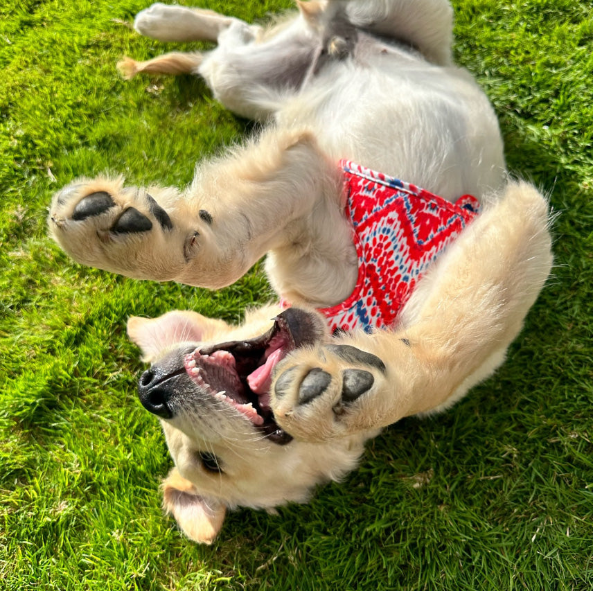 Labrador wearing red harness playing on the ground