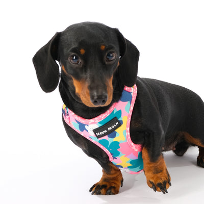 Dachshund wearing a Floral Print Luna Mesh Harness