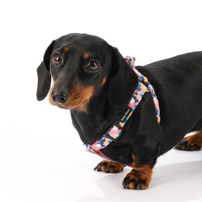 Sausage dog wearing Multicoloured step in dog harness