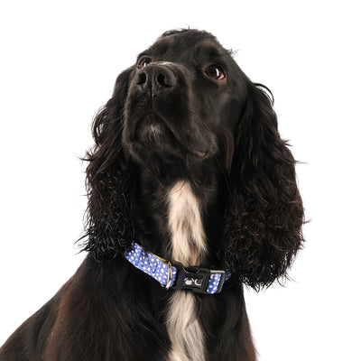 Spaniel wearing a Blue Polka Dot Minnie Dog Collar