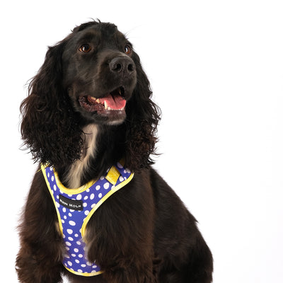 Spaniel wearing a blue and yellow polka-dot mesh dog harness