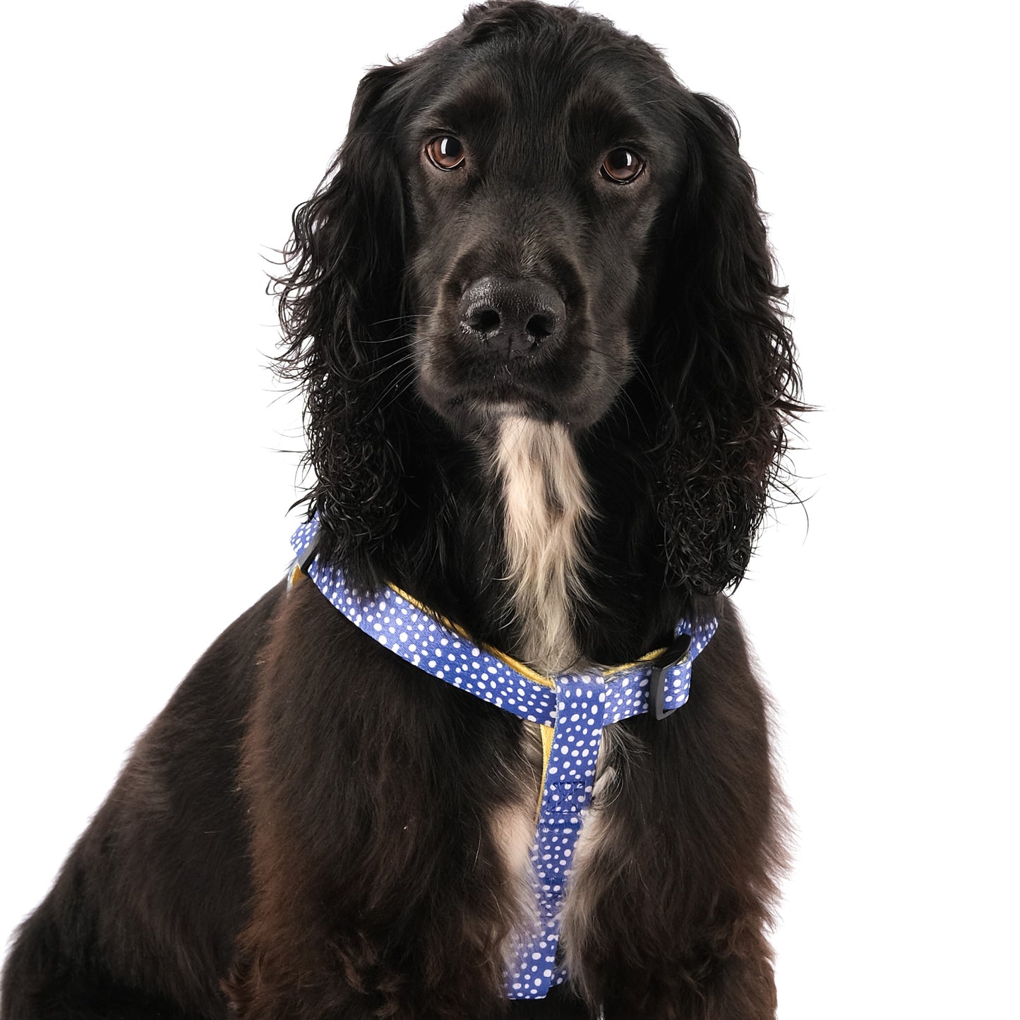 The Minnie step in harness polka dot - cocker spaniel