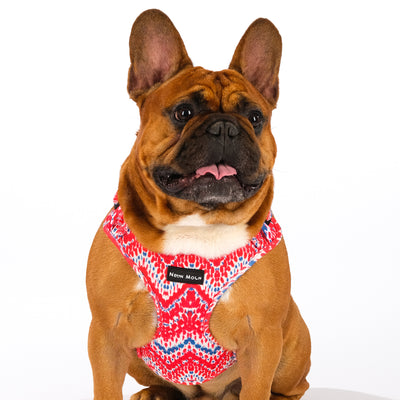 French Bulldog wearing red neoprene harness