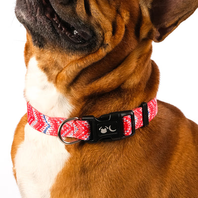 red chevron dog collar on a Frenchie dog