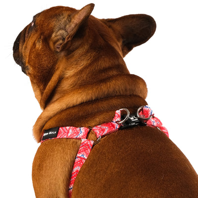 Frenchie wearing red and blue chevron step in dog harness