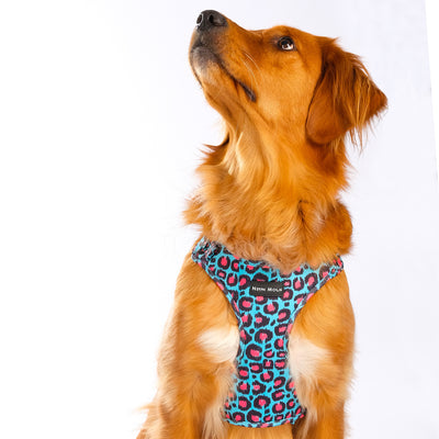 Golden Retriever wearing the Blue Leopard Print Willow Mesh Harness