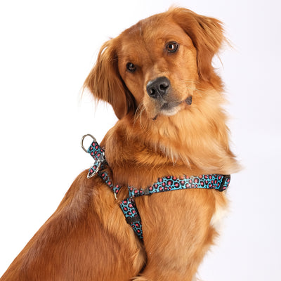 Golden retriever wearing a blue leopard print step in harness
