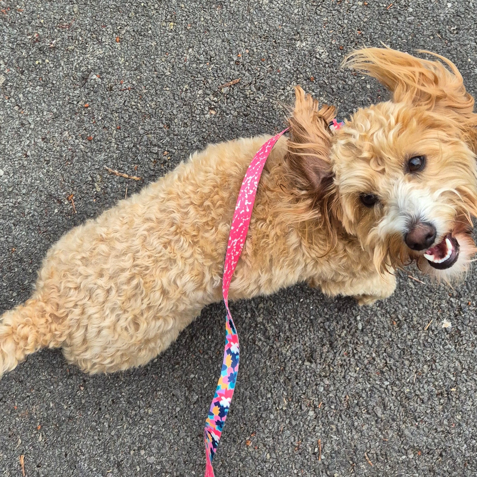What Your Dog's Collar Says About Their Personality