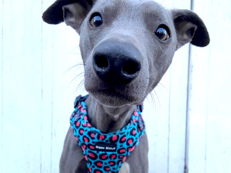 Greyhound wearing the Willow harness