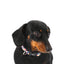 Dachshund wearing a Floral Print Luna Dog Collar
