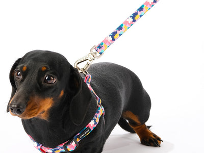 floral dog lead carabiner clip dachshund safe fun
