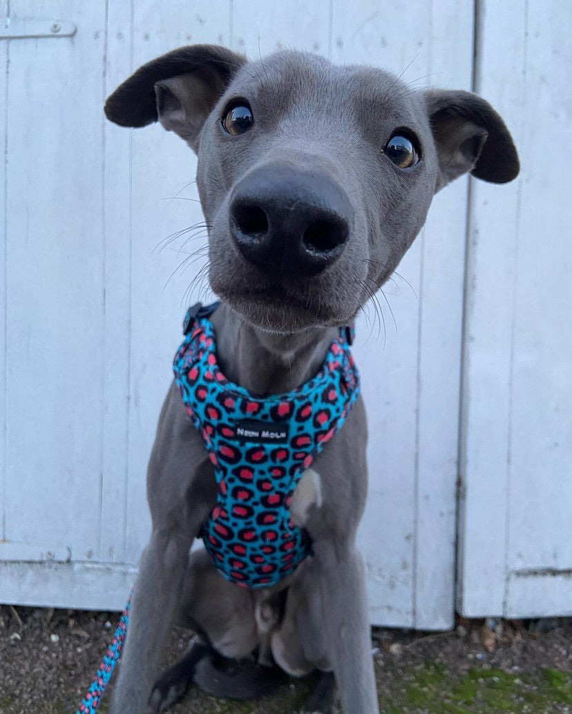Greyhound wearing the Blue Leopard Print Willow Mesh Harness