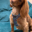 Spaniel wearing the Blue Leopard Print Willow Mesh Harness