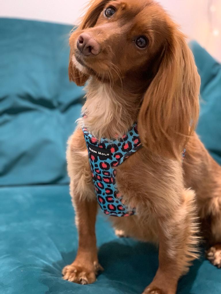 Spaniel wearing the Blue Leopard Print Willow Mesh Harness